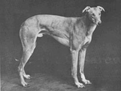 Dainty Man Greyhound
